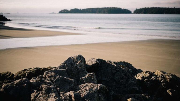 Cricbet99 Par Bet Kaise Lagaye Sahi Tarike Se?